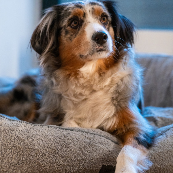 Komfortbett "Cloudy"