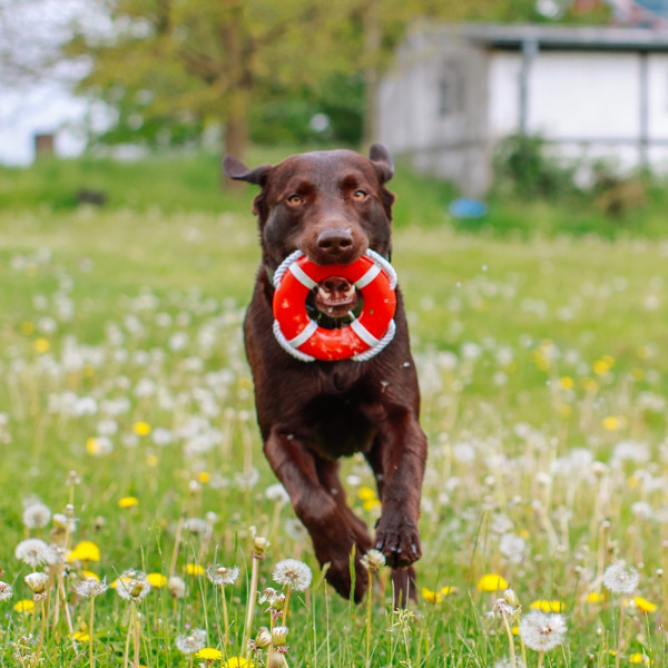 TPR lifebuoy with rope