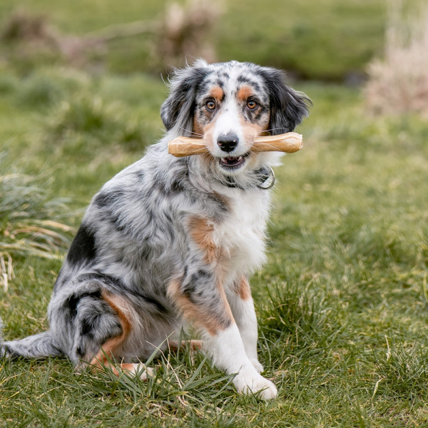 Rawhide bone pressed