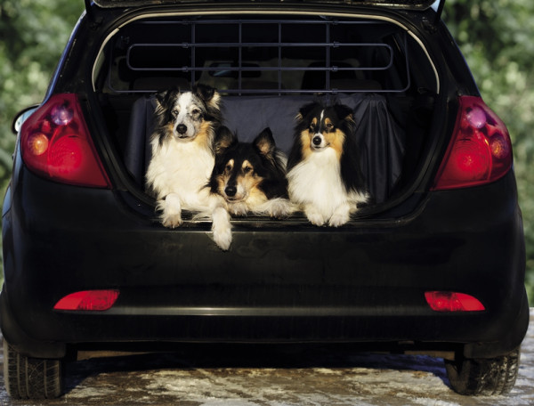 Security grid for cars, 2 fixation options