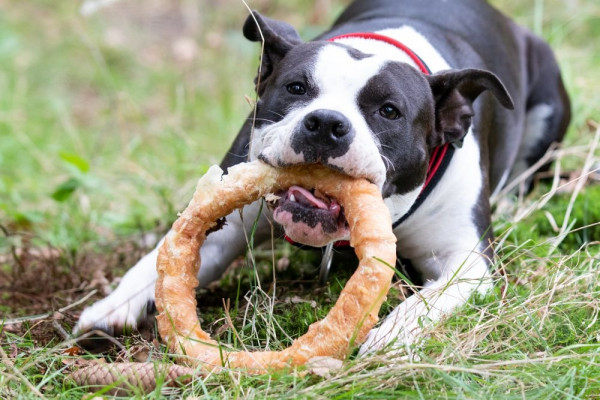 StarSnack BBQ Chicken Donut XL