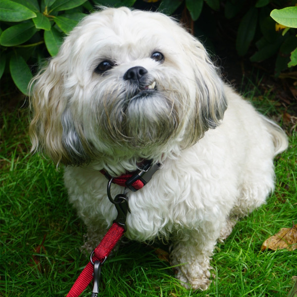 Collar "Linen Deluxe"