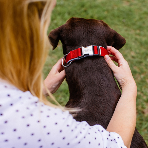 Halsband "Classic Preno Royal"