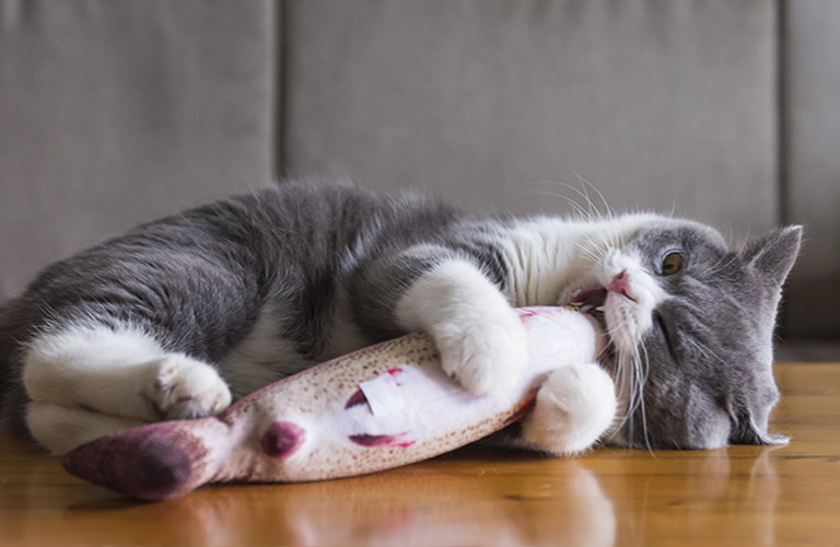 Cat | Nobby Pet Shop GmbH