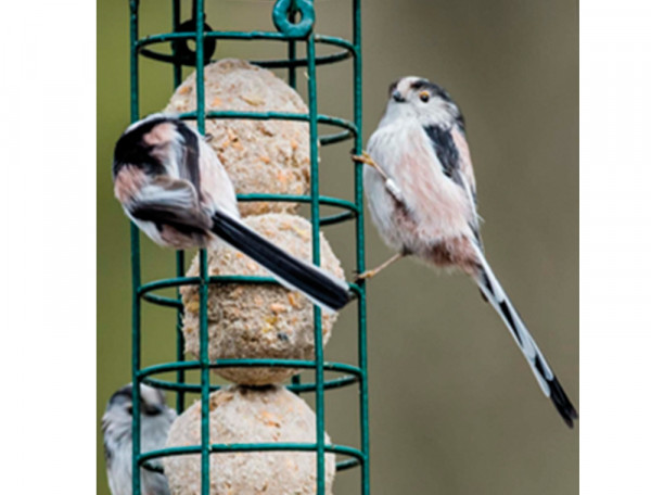 Meisenknödel-Säule