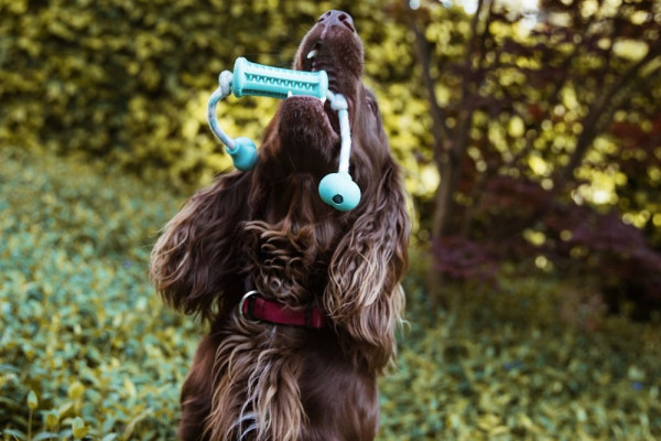 Rubber stick with rope "DENTAL LINE"