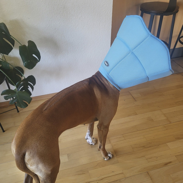 Protective collar