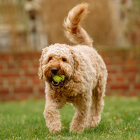 : Tennisball : Tennisball