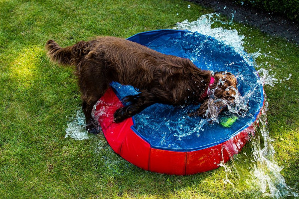 Nobby Dog Pool