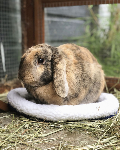 Fluffy bed for rodents