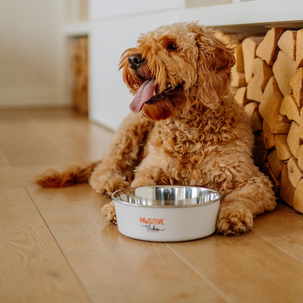 „Pawsitive Vibes“ Napf