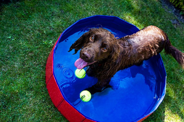 Nobby Dog Pool