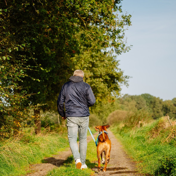 "Full Reflect" Harness