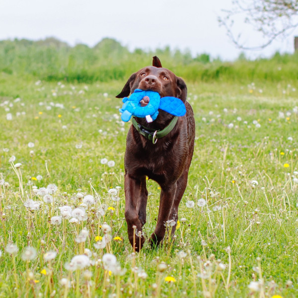 Neoprene beaver "Floating"