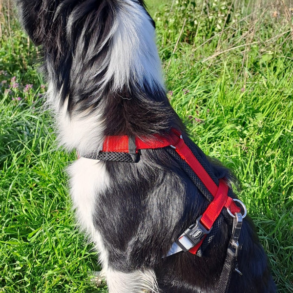 Harness "daily walk comfort"