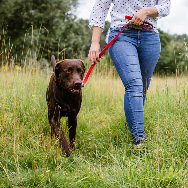 Training leash "Classic Preno Royal"