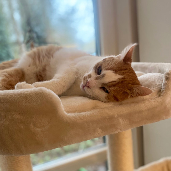 Cat scratcher "Zada"