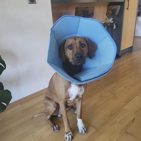 Protective collar