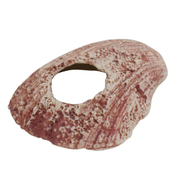 Aqua Ornaments ‘Shell’