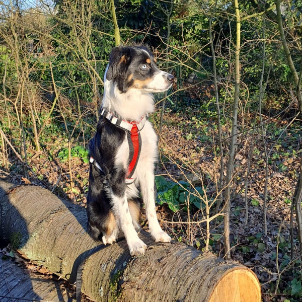 Harness "daily walk comfort"